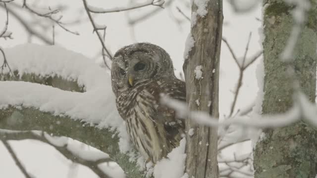 Still from Barred Owl Visits, in Slow Motion