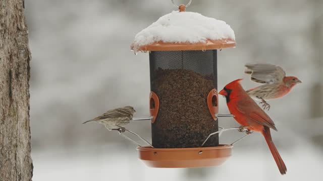 Still from Slow Motion Birds and Lo-Fi Beats: Snow, Vol. 1