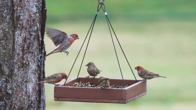 Still from House Finch Feeder Fight Fest, to Lo-Fi Flamingosis (3 hours)