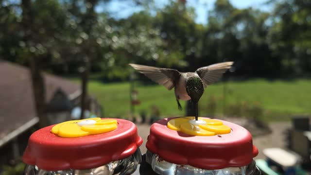 Still from Ruby-throated Hummingbird, wide shot (Slow Motion Birds hero, no audio)