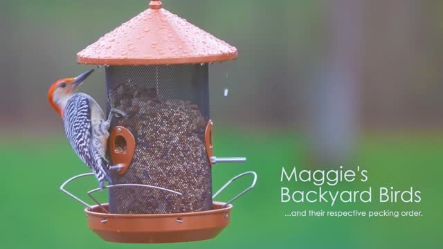 Still from Bird Clips: Selects