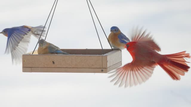 Still from Backyard Snow Birds